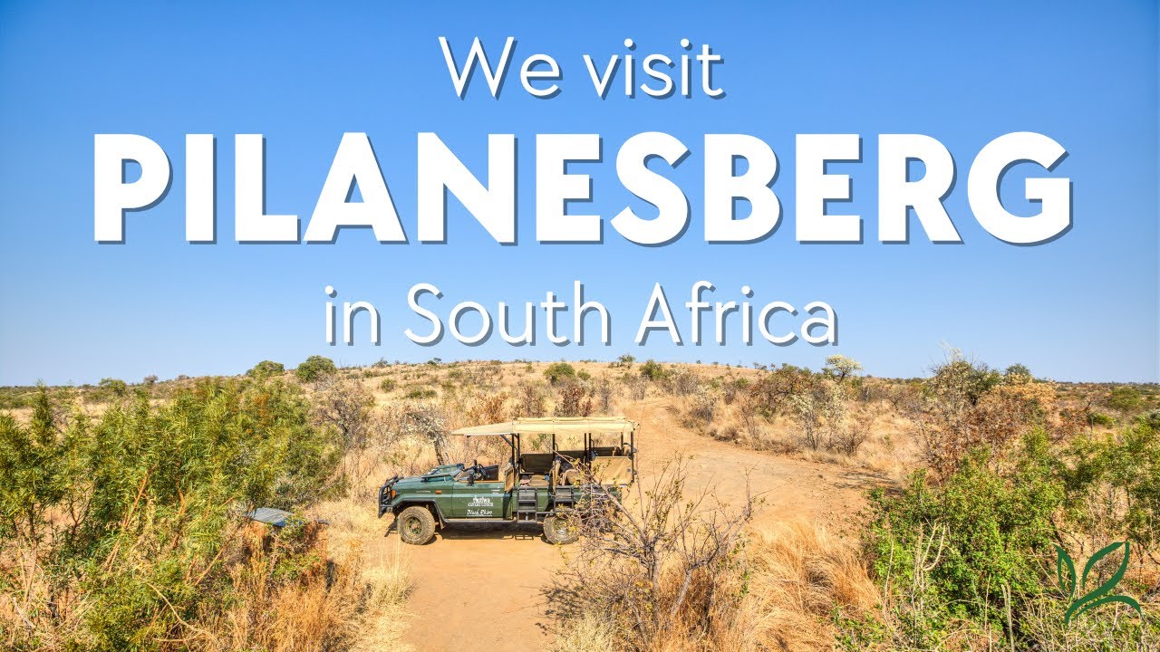 Visiting Pilanesberg National Park in South Africa