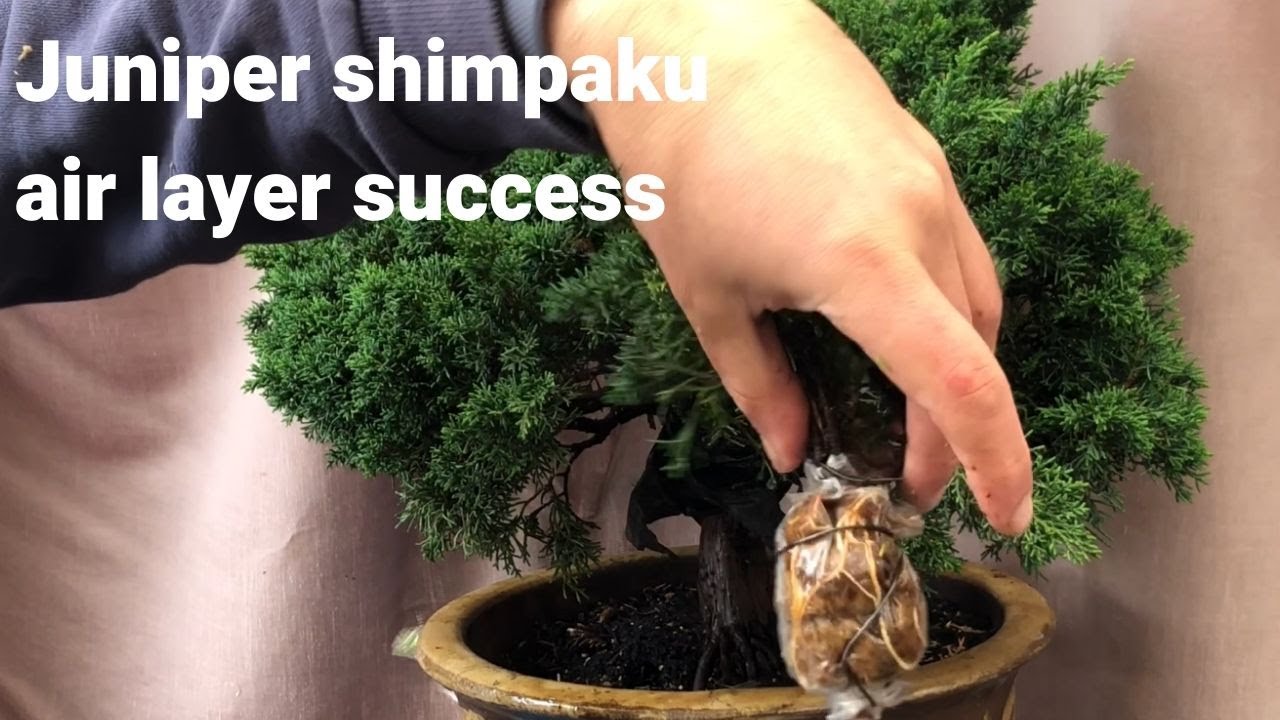 Air layer juniper success - shimpaku juniper successfully air layer