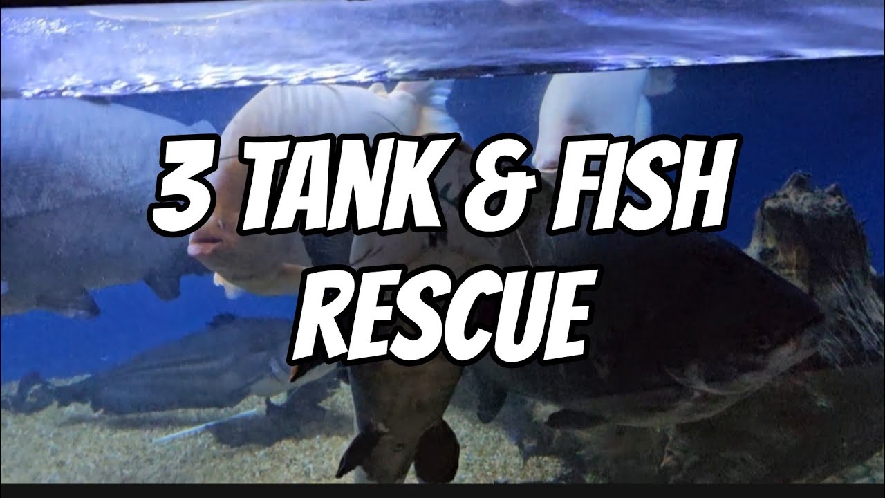 3 Tank & Fish  Rescue