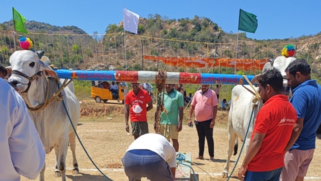 VGR bulls 6 పళ్ళు వెలుగొండ 2026 Velugonda Ongole bulls compitition