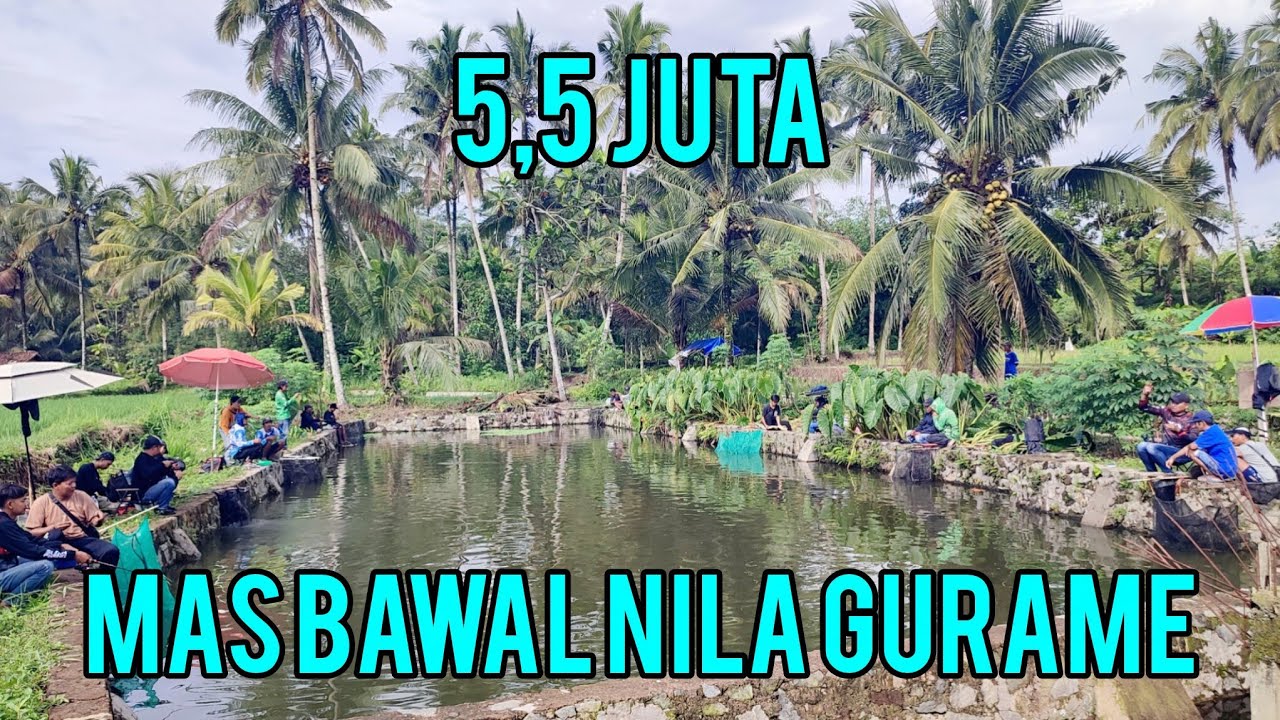NGERI BORONGAN 5,5 JUTA IKAN CAMPUR SANGAT BANYAK..! MAS BAWAL NILA NILEM GURAME 17 EKOR