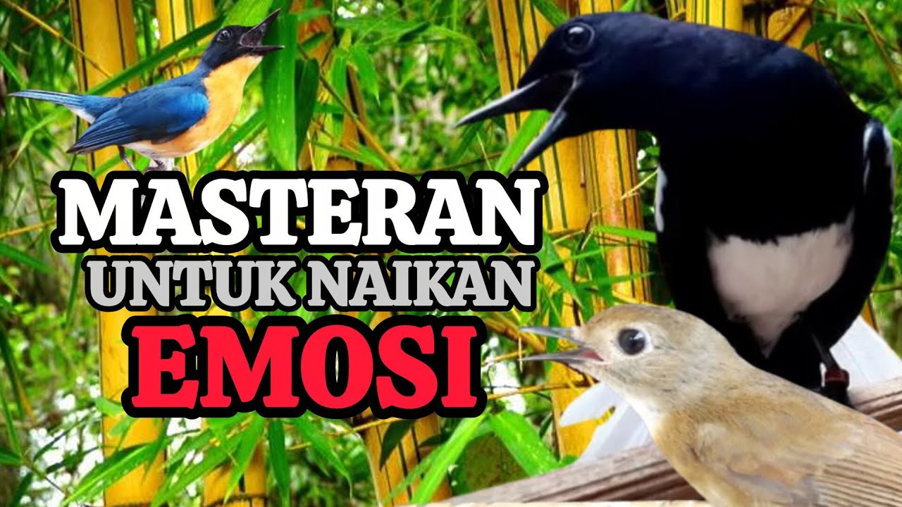 TERBUKTI AMPUH, MERANGSANG EMOSI TLEDEKAN GUNUNG, SRDC DAN KACER