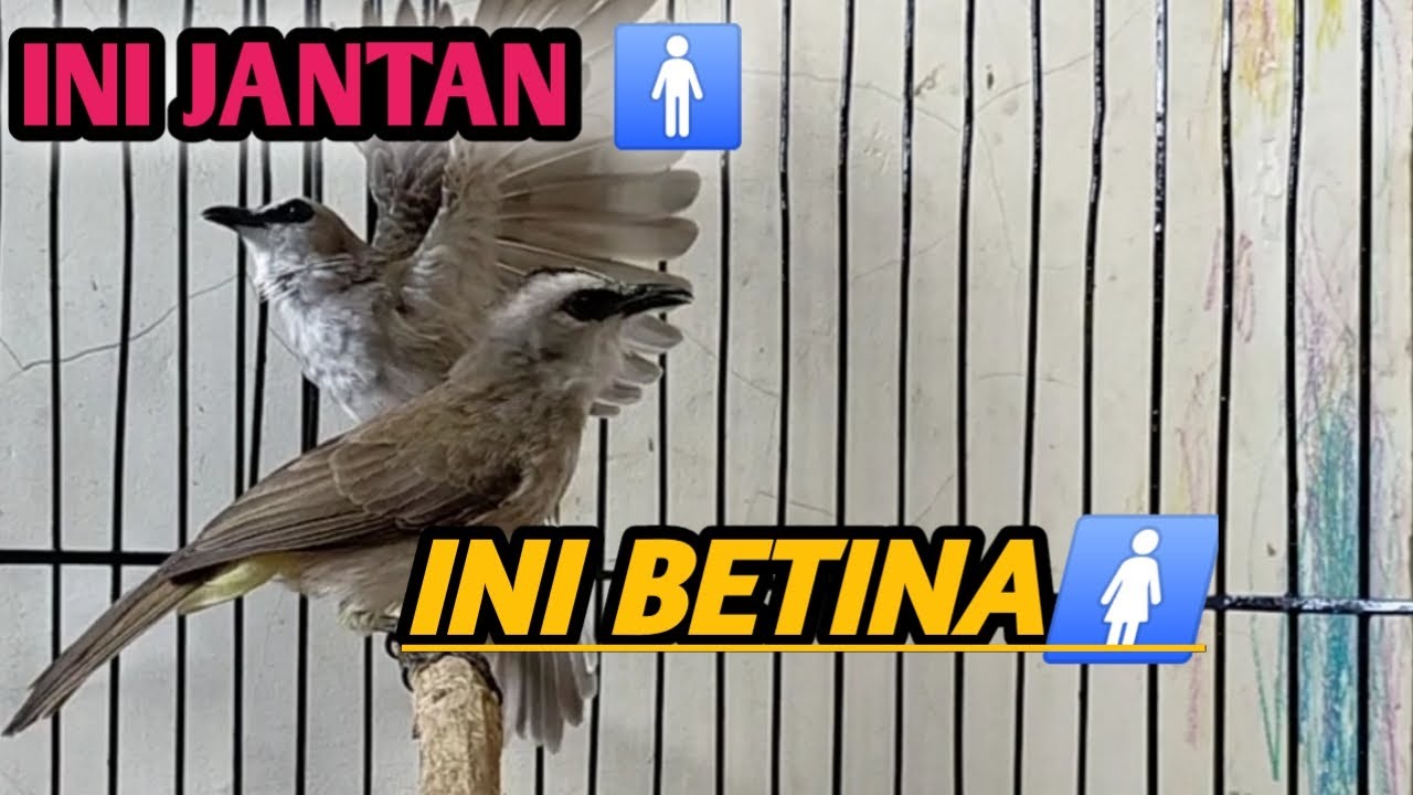 PERBEDAAN TRUCUKAN JANTAN DAN BETINA