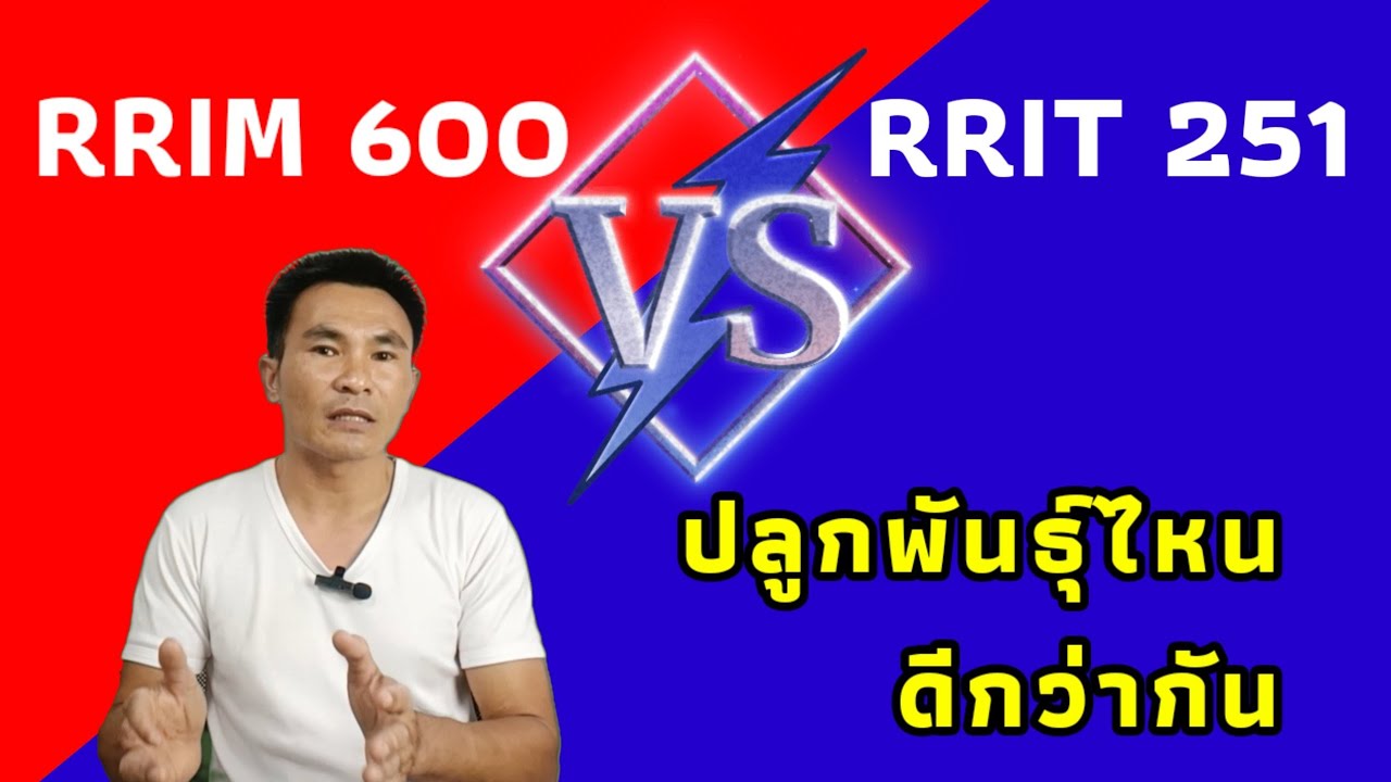 ปลูกพันธุ์ไหนดีกว่ากัน ระหว่าง 600 กับ 251
