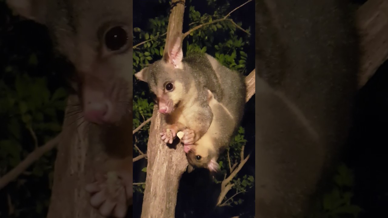 Cute Australian possum and her cheeky joey