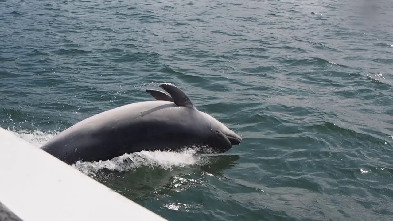 Dolphins and Seals! Taking a boat ride to Puffin Island on Seacoast Safaris Beaumaris. North Wales.
