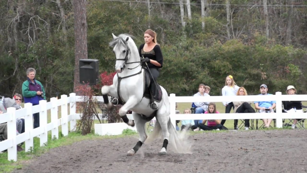 Herrmanns Lipizzan Stallions - Sarasota