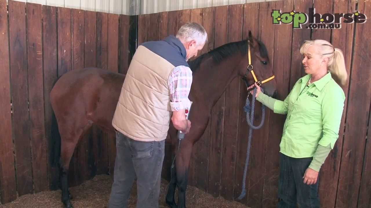 How to clip a horse for the show ring