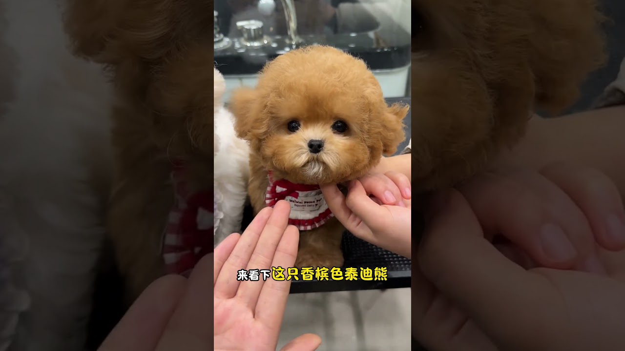Let me show you two cute furry friends. Do you like Maltese or teddy bears