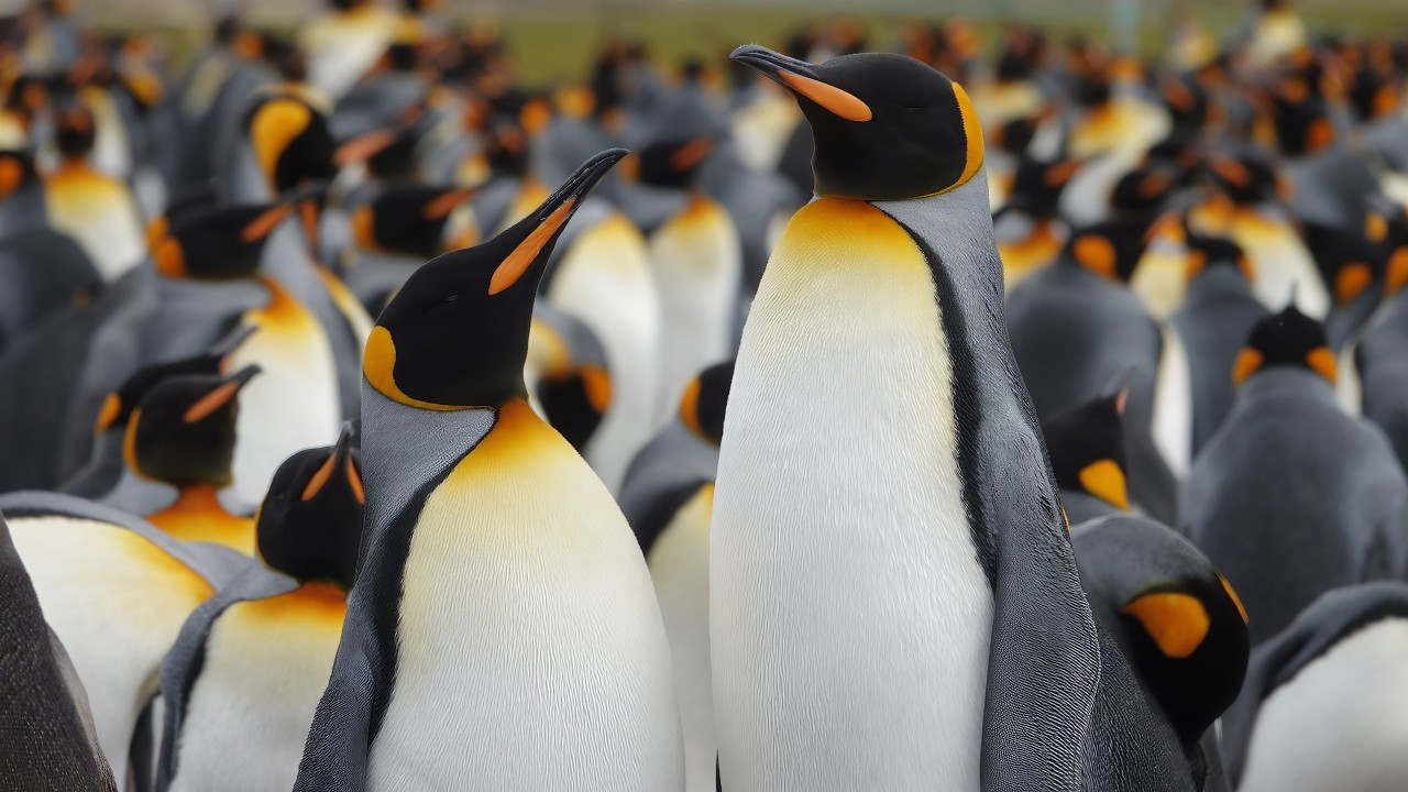 2025 Antarctica & Falklands, 2 - Falkland Islands
