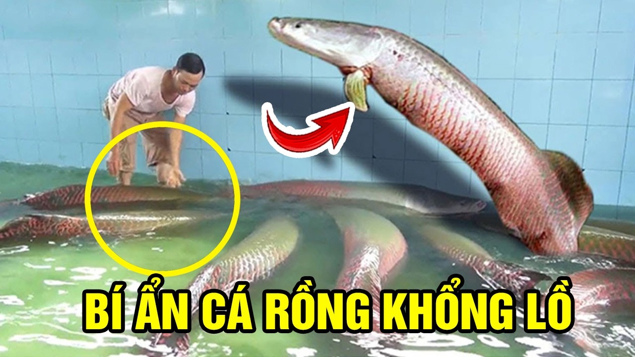 Review Loại Cá Rồng Khổng Lồ, Những Bí Ẩn Chưa Được Tiết Lộ