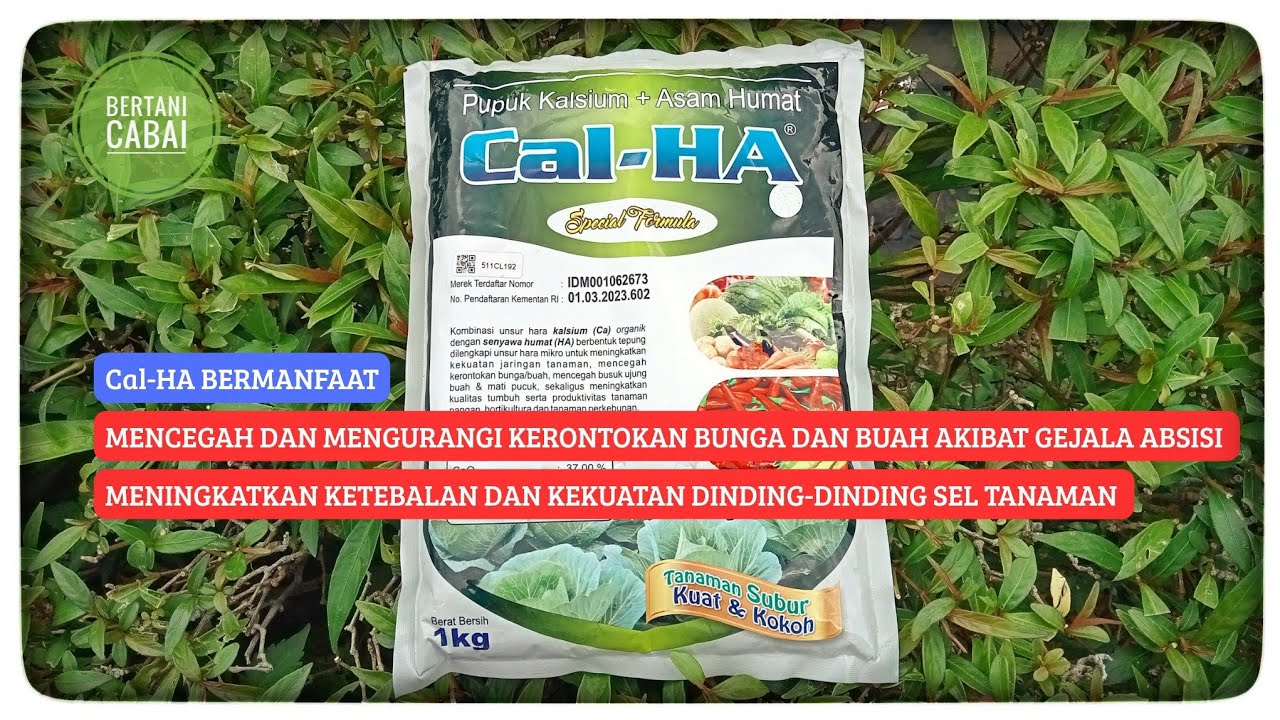 Cal-Ha KALSIUM ASAM HUMAT BERMANFAAT UNTUK MENCEGAH KERONTOKAN BUNGA PADA TANAMAN CABAI #farming