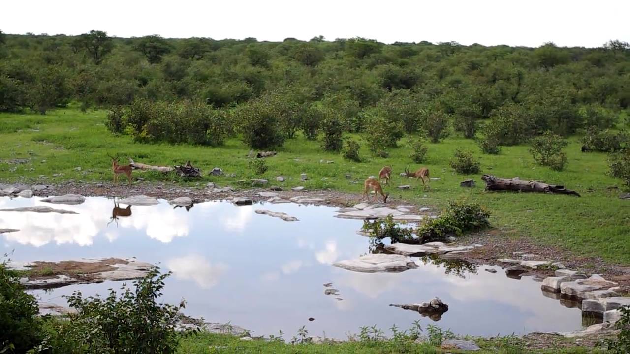 Fighting Impalas