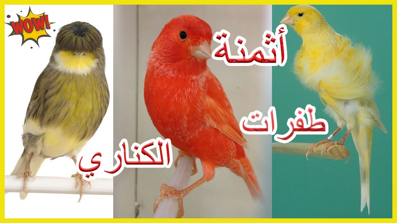 🔥شاهد افضل 5 طفرات طائر الكناري🐦 سلالة و ثمن 