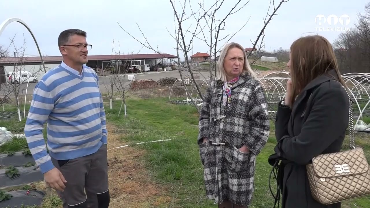 Brcko distrikt - Plastenicka proizvodnja jagoda u Satorovicima - Hit Televizija Brcko
