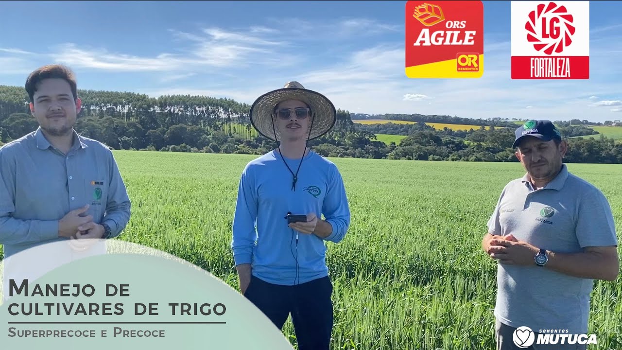 Manejo de cultivares de trigo superprecoce e precoce | Sementes Mutuca