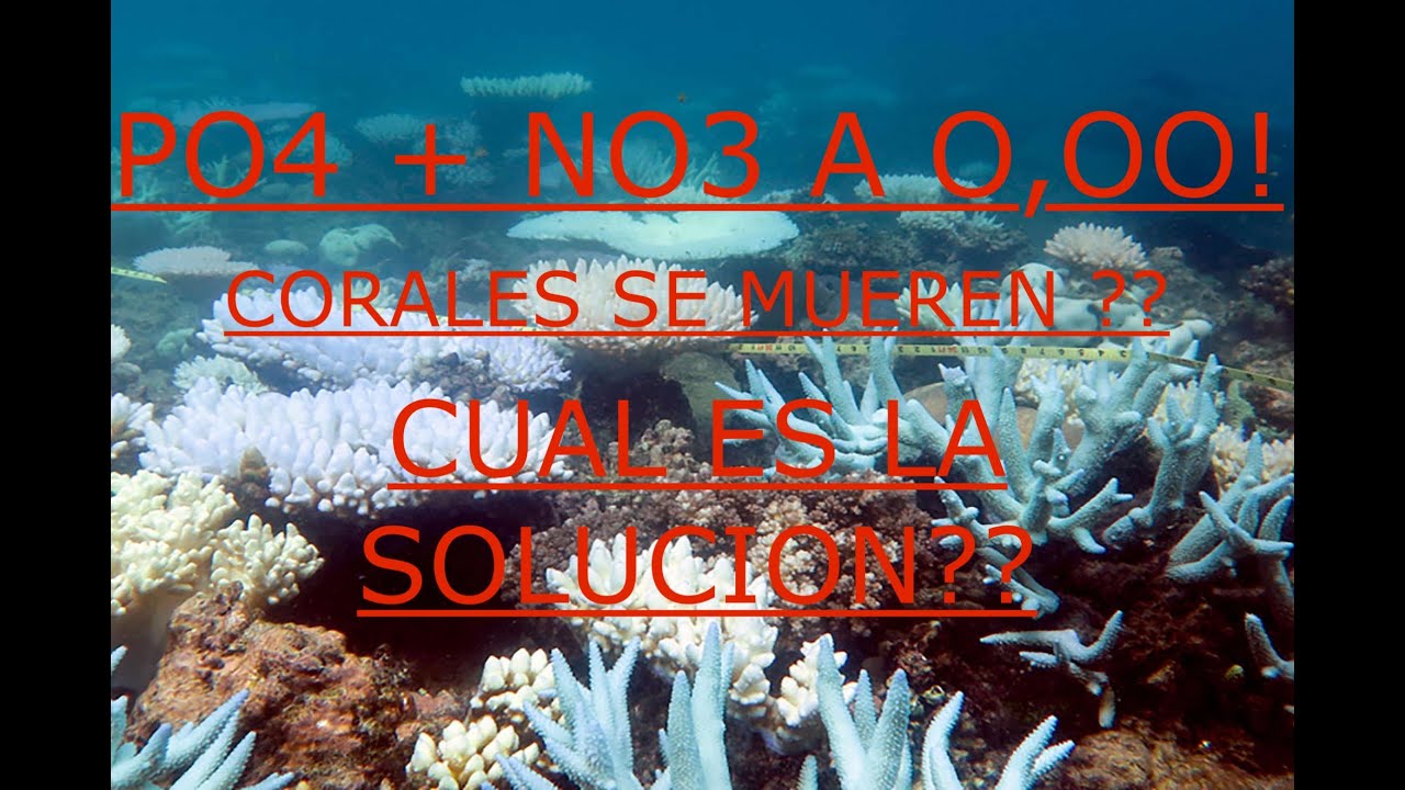 Carlos tiene Po4 + NO3 a 0 - que se puede hacer? Aditar aminoácidos ?? Problema acuario marino