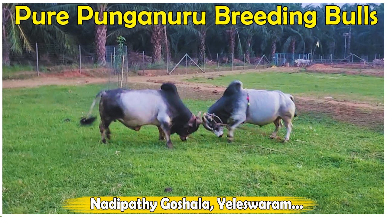 Pure punganuru breeding bulls in our farm | Nadipathy Goshala | #trending #punganuru #minibulls #yt