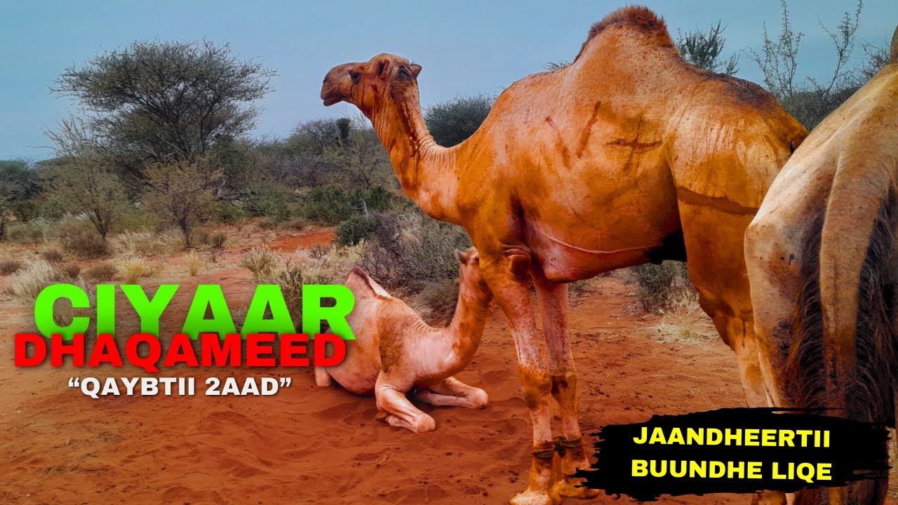 QAYBTII 2AAD CIYAAR DHAQAMEED HAWD LAGA TUMAYO BUUNDHE LIQE IYO XOOLAHA OO CABAYA.