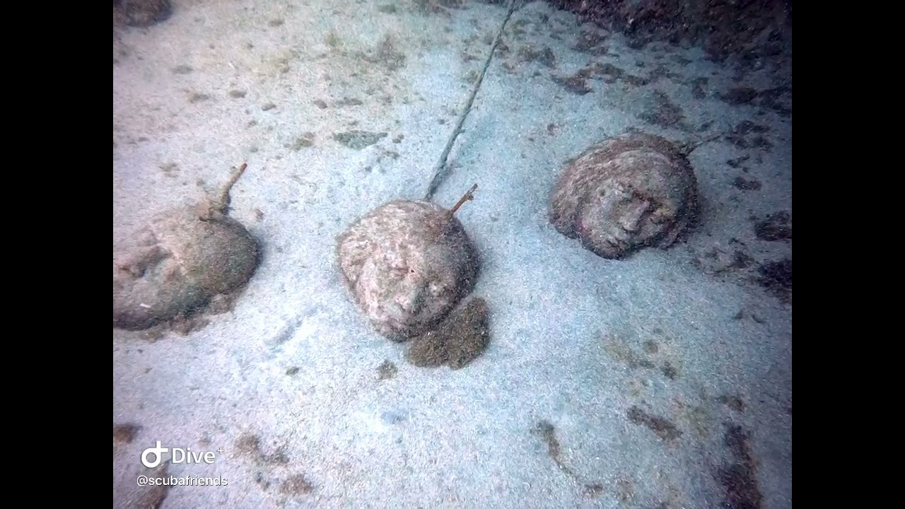 Diving Tenerife #Yellowmountaintenerife
