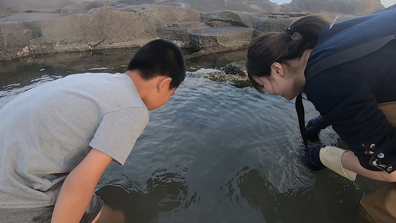 猪猪到隔壁村帮小孩哥抓鱼，还送他两个大海螺，这也太好了