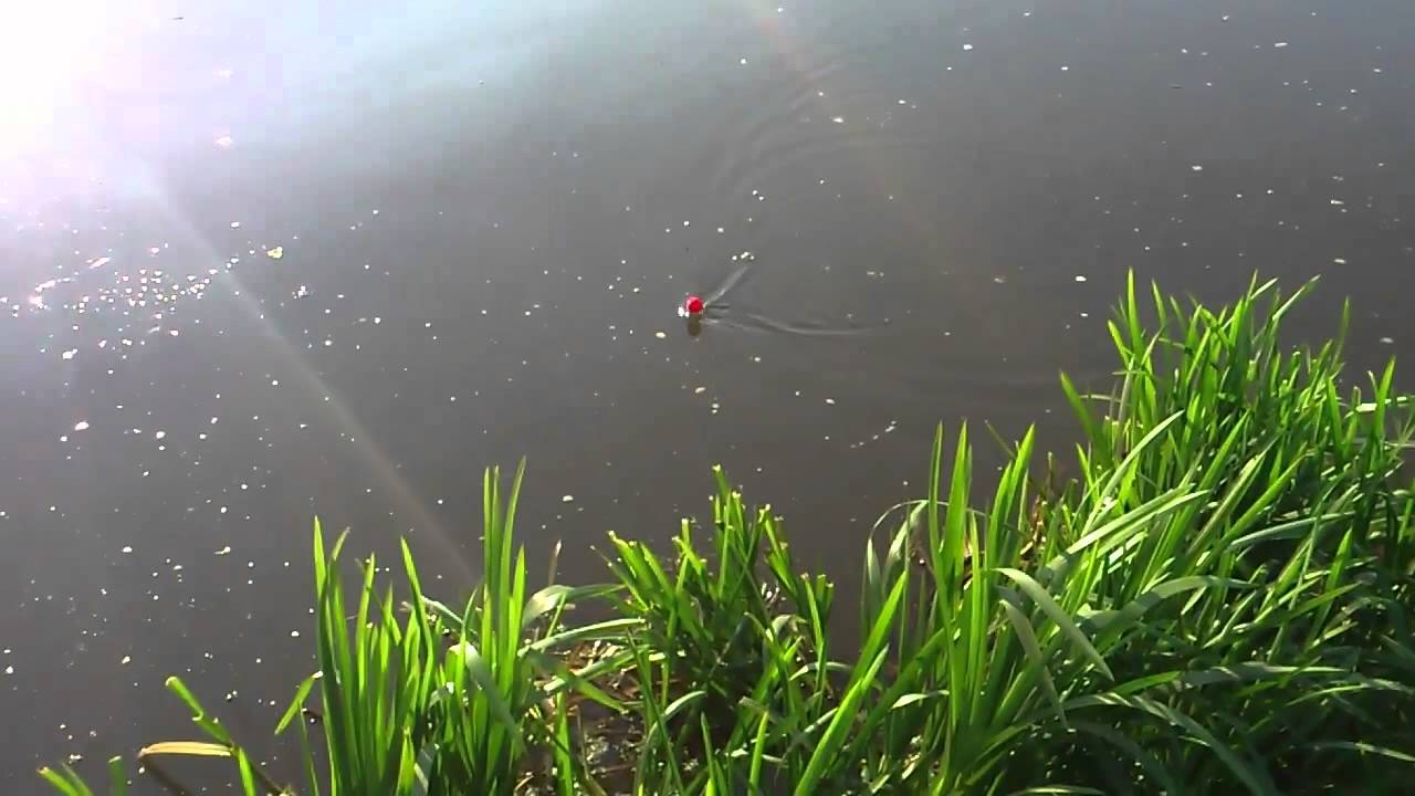 Snoek 106cm Pike vissen fishing Esox lucius metersnoek