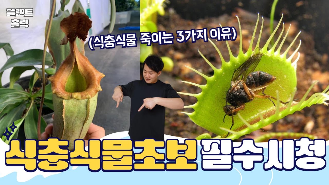 식충식물 초보 필수시청 영상😁 / 식충식물이 죽는 3가지 이유 / 식충식물 잘 키우는 방법