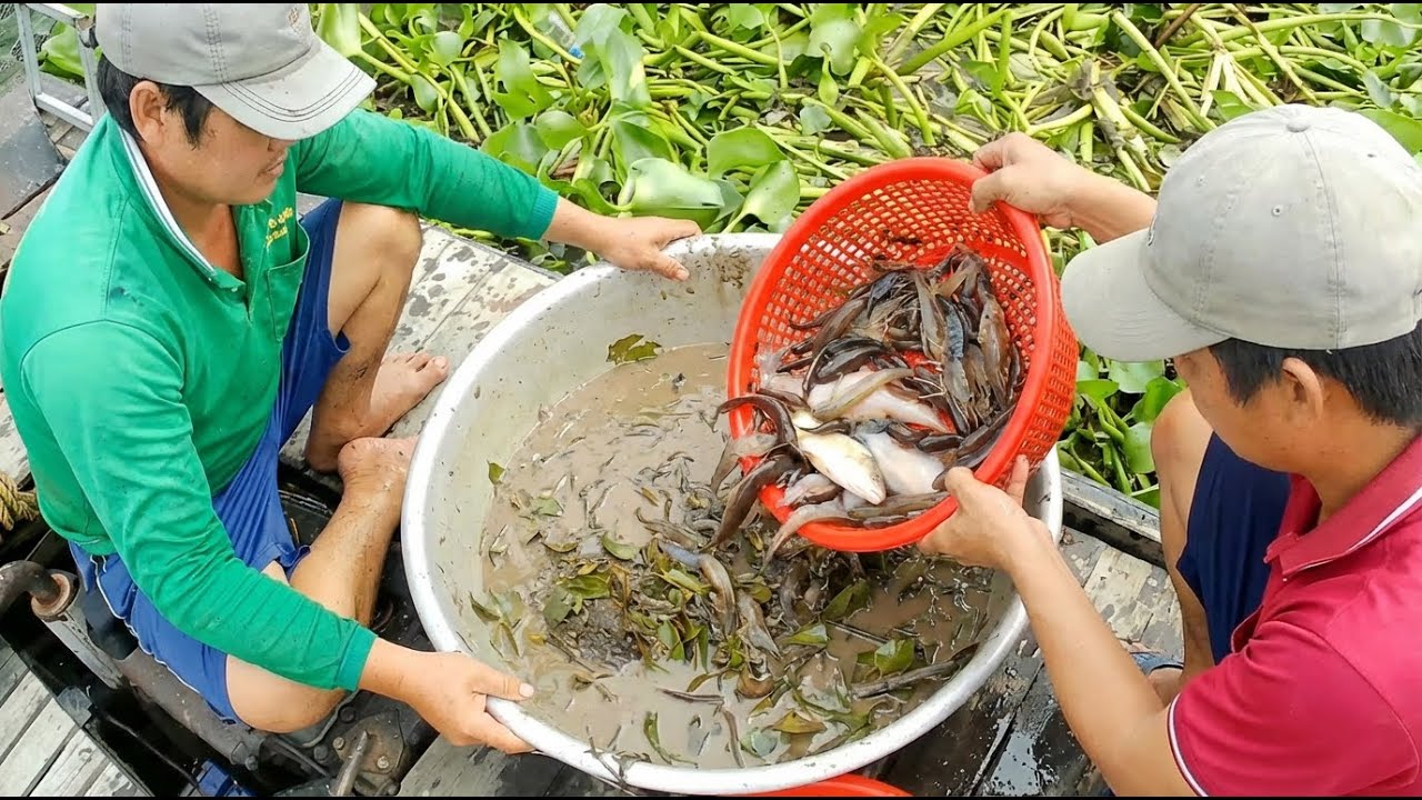River Survival: Fishing near Giant Boats for Dinner 🐟