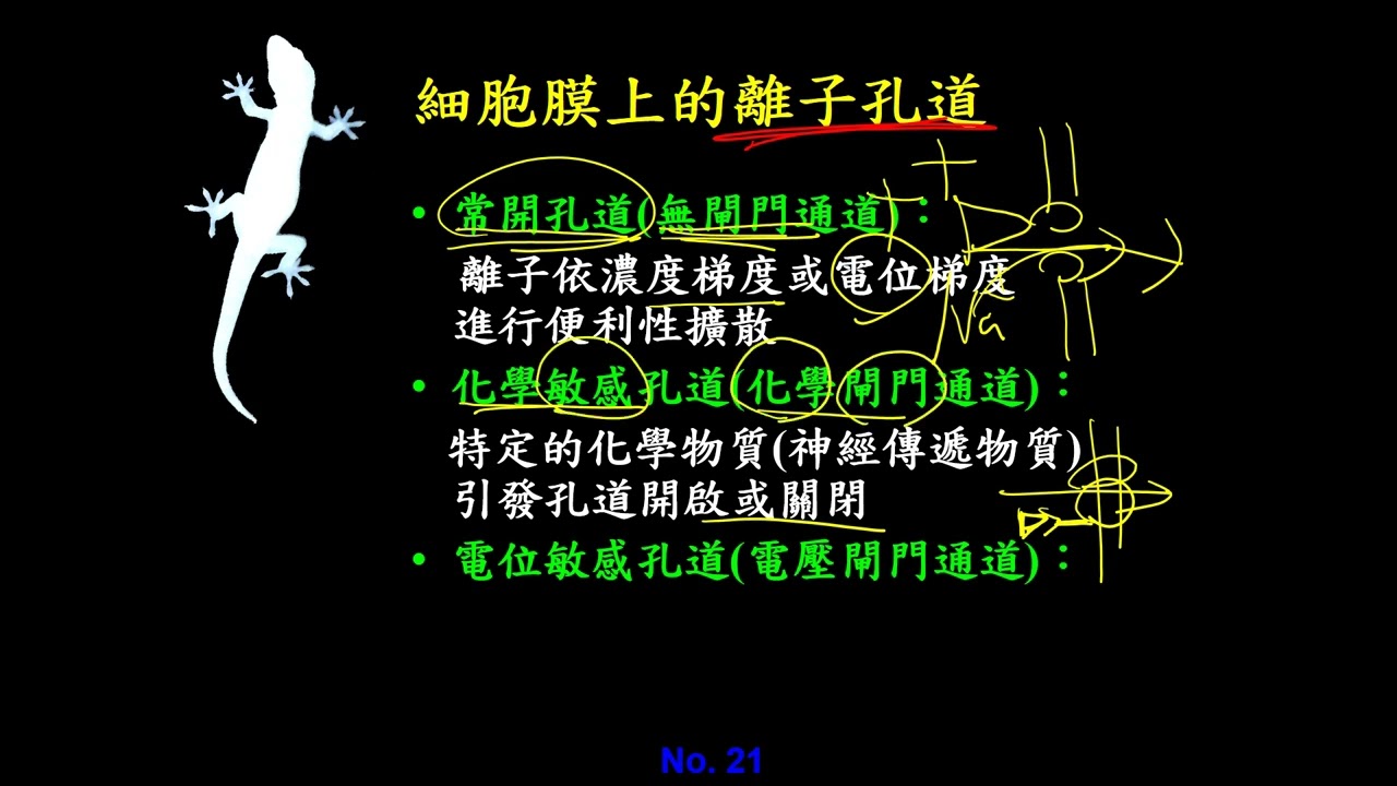 11101選修生物三ch4 1 05膜電位的研究過程、細胞膜上的離子通道種類+靜止膜電位的產生過程與機制(二恭)