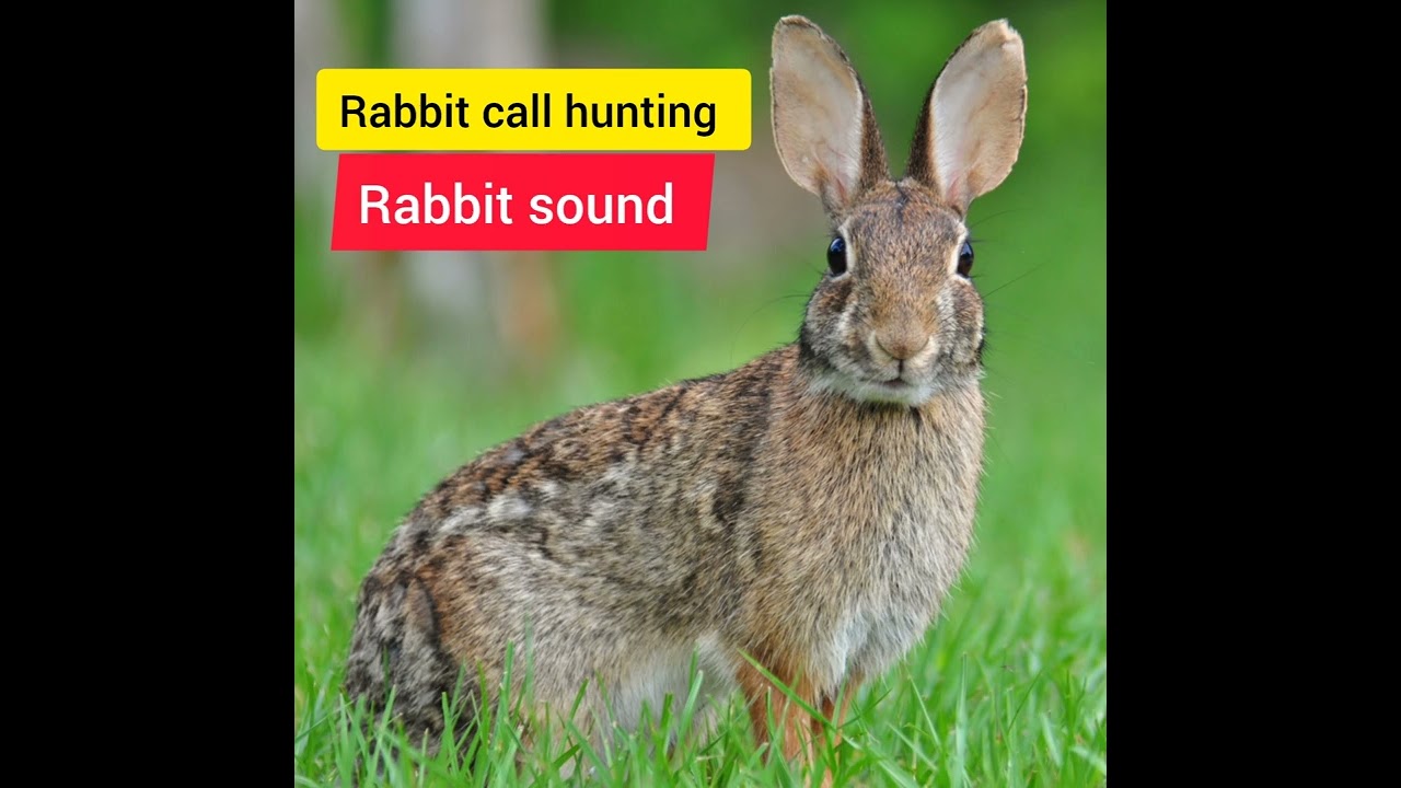 rabbit hunting call/rabbit call to attract rabbits/rabbit hunting sound/rabbit sound mp3#subscribe