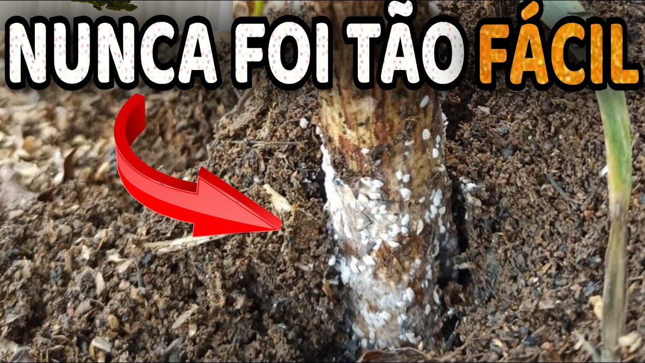 Como Matar Cochonilha de Raiz das Plantas DEFINITIVAMENTE