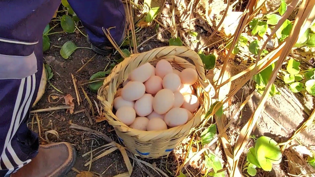 جمع البيض ، محصول جيد اللهم بارك و زد في ذلك 🥚🐣