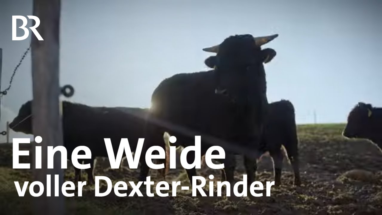 Umstellung auf Mutterkuhhaltung: Landwirtschaft mit besonderen Dexter-Rindern | Landfrauenküche | BR