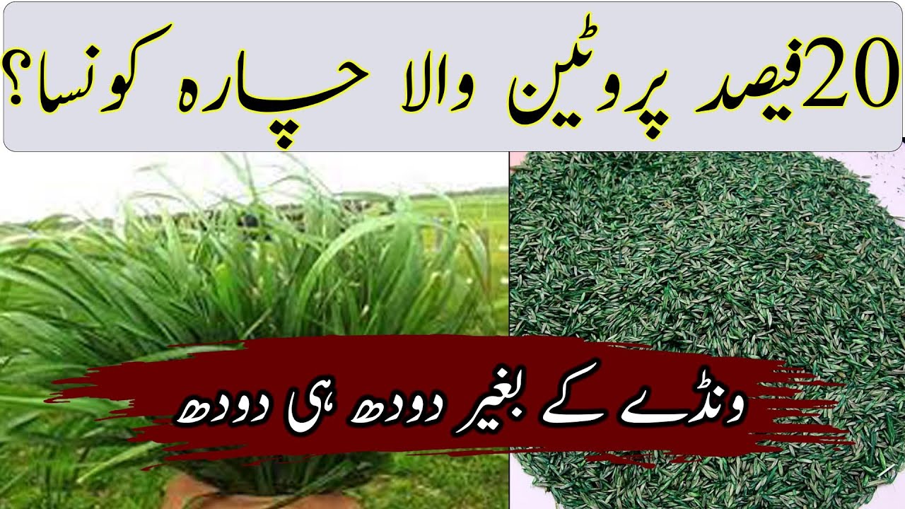 Protein grass|Ryegrass fodder|best protein fodder|best fodder for cows|Ryegrass  protein grass