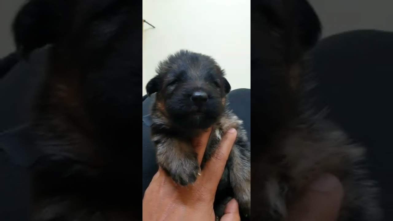 17 days old puppies German Shepherd