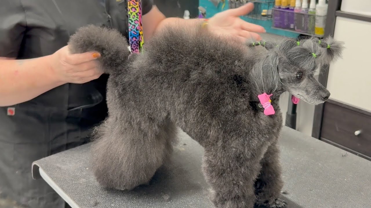 Dog Hair Banding Part II