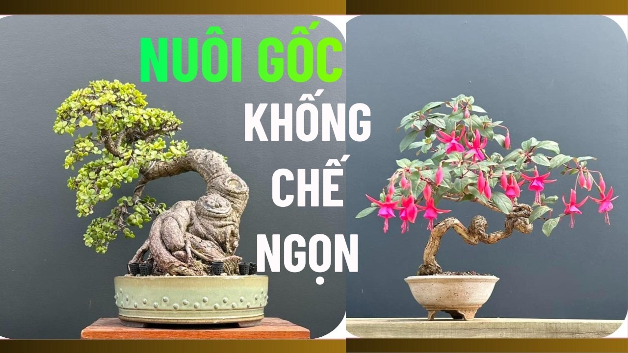 Từ Dáng Cây Tự Nhiên Đến Nghệ Thuật Thu Nhỏ Đại Thụ-Triết Lý Sáng Tác Bonsai #nghethuatbonsai