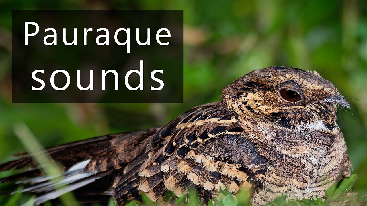 The haunting sounds of Pauraque nightjars