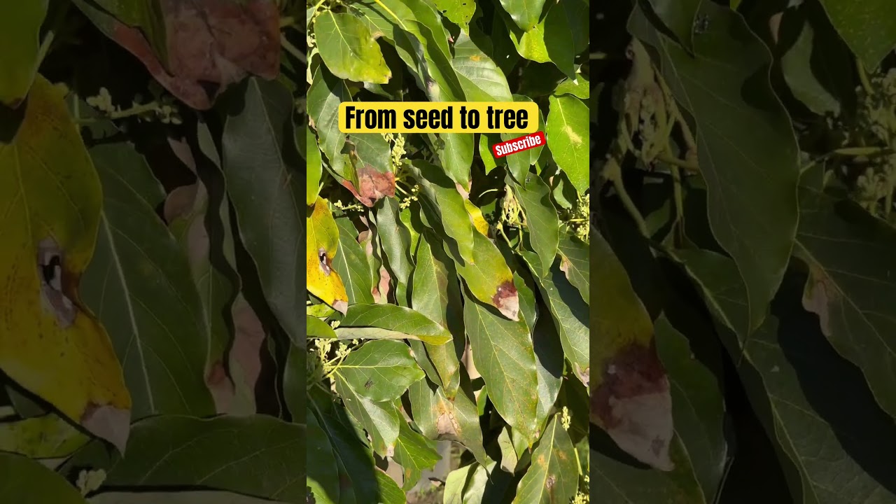 Planting seeds feeding my community #viral #fruit #plantseeds #growing #viralfeed #viralstory
