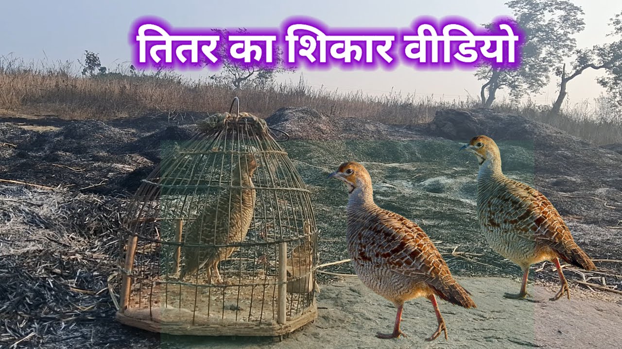 जंगली तार पकड़ने की बेस्ट बेस्ट वीडियो | The best videos of catching wild snakes | Teetar ki shikar 