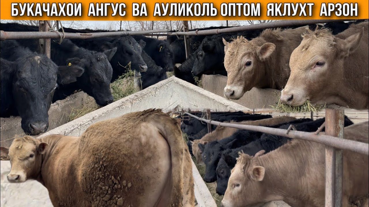 БУКАЧАХОИ АНГУС ВА АУЛИКОЛЬ ОПТОМ ЯКЛУХ АРЗОН 10 февраля 2026 г.