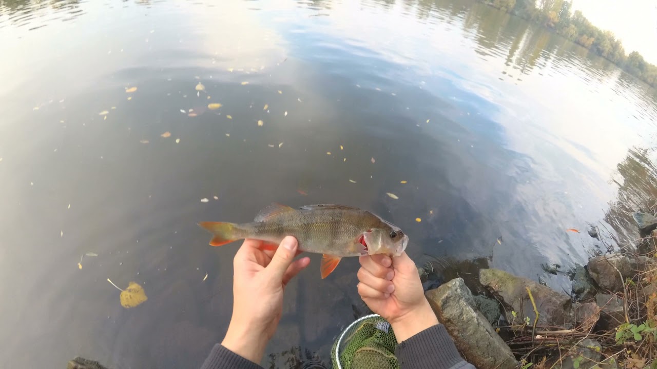 Leichtes Spinnfischen am hessischen Main | Angeln am Fluss