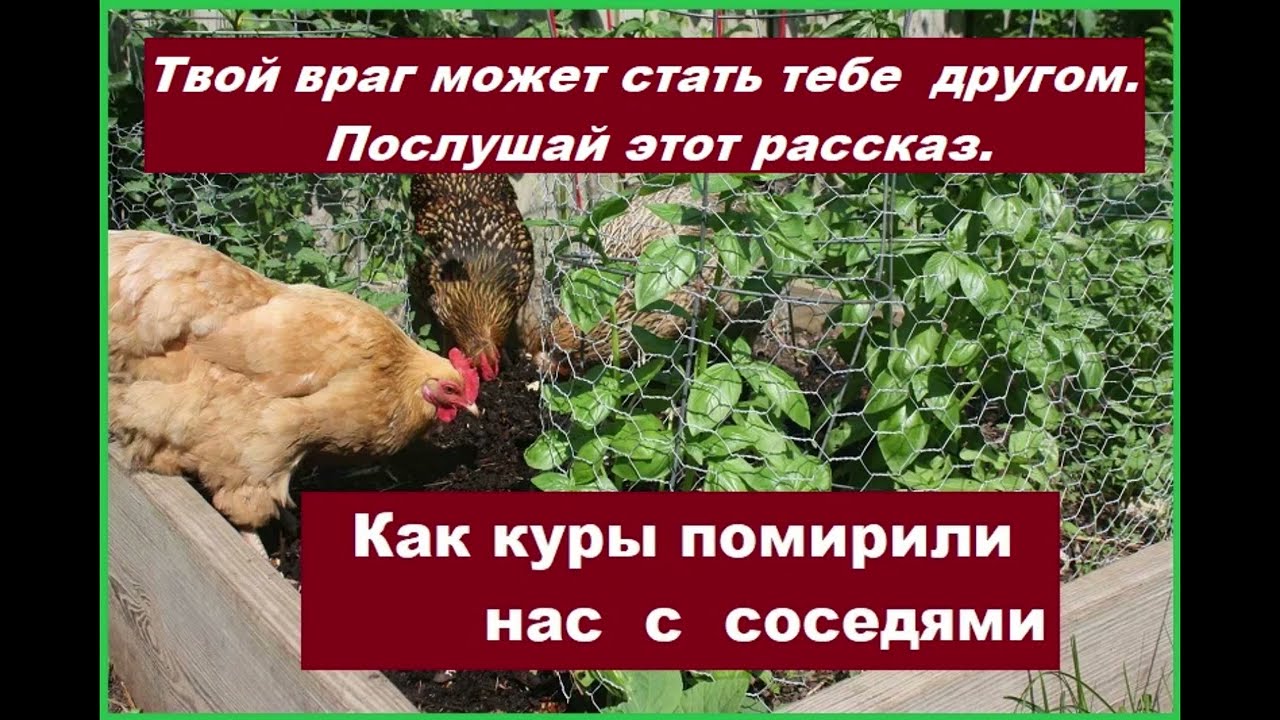 Kак куры помирили нас с соседями. Свидетельство Веры Мартыновой.