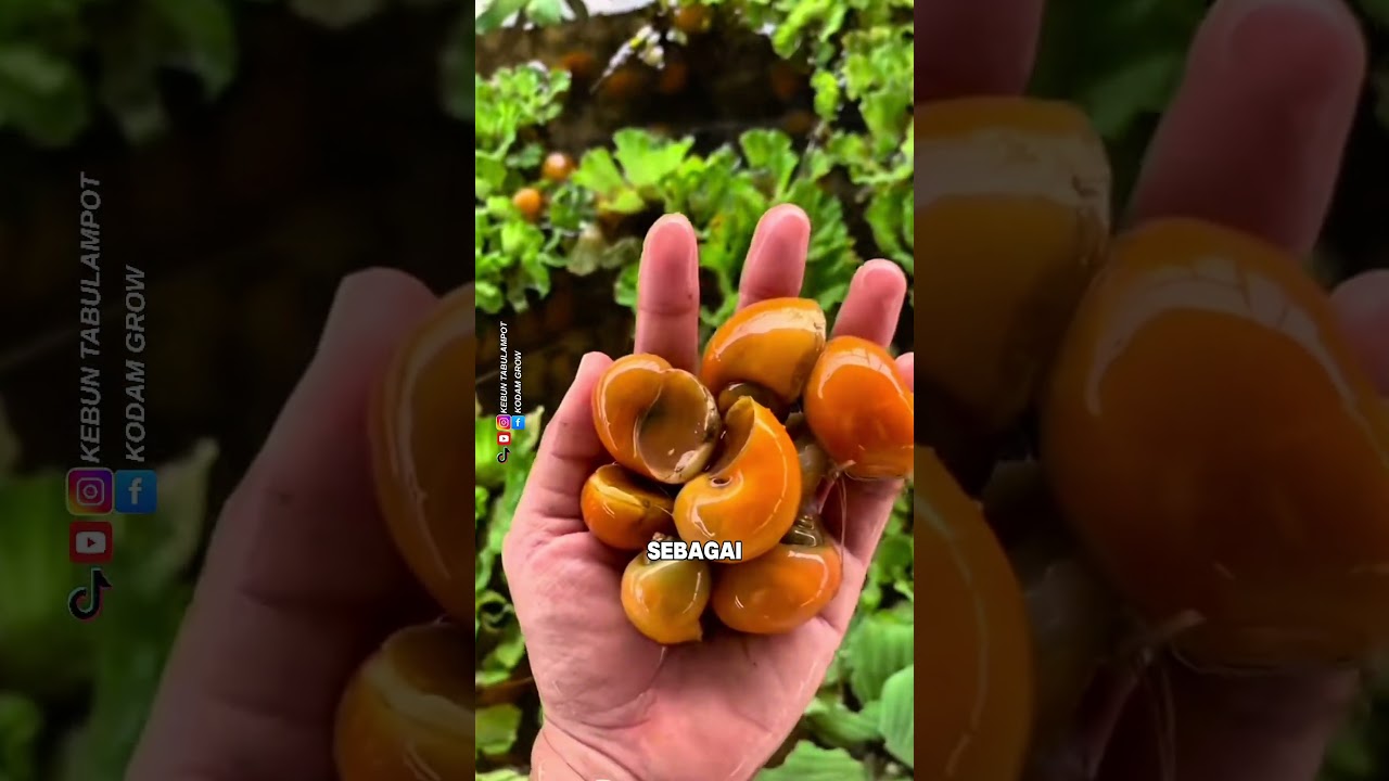 Budidaya Keong yang sering kita anggap sebagai hama #pertanian #tipsberkebun #trikpintar #keong