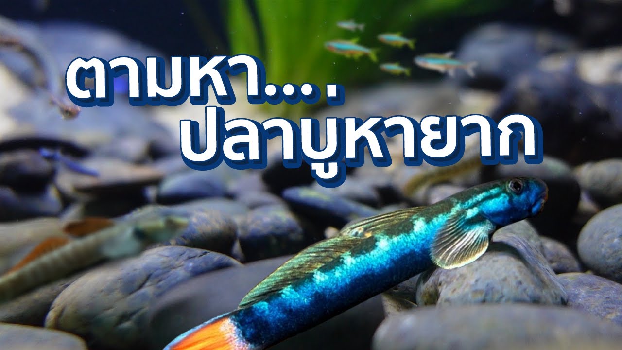 พาซื้อปลาบู่หายาก ร้าน Atlas Aquatic จตุจักร!