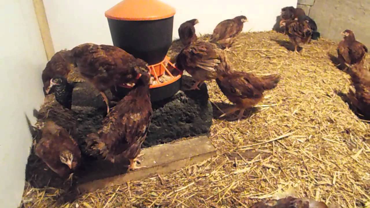 Rhode Island Red (Karmazyn) + Plymouth Rock 7 tyg