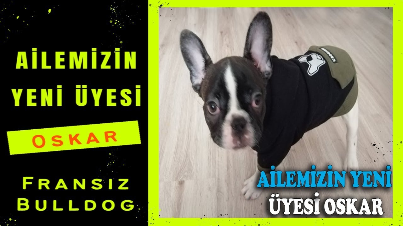 Evde Köpek Beslemek | Fransız Bulldog  | French Bulldog Irk Özellikleri | Oskar
