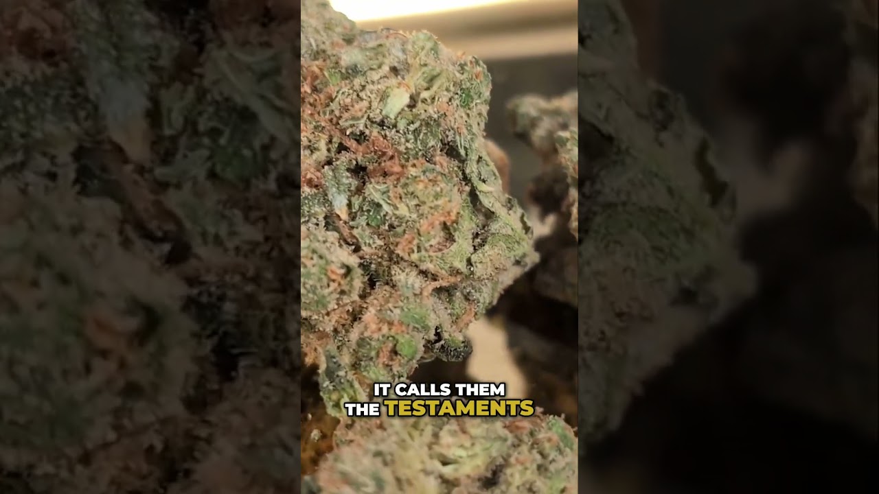 Homestead Haze: Terpenes Change EVERYTHING! (Batch Variation)