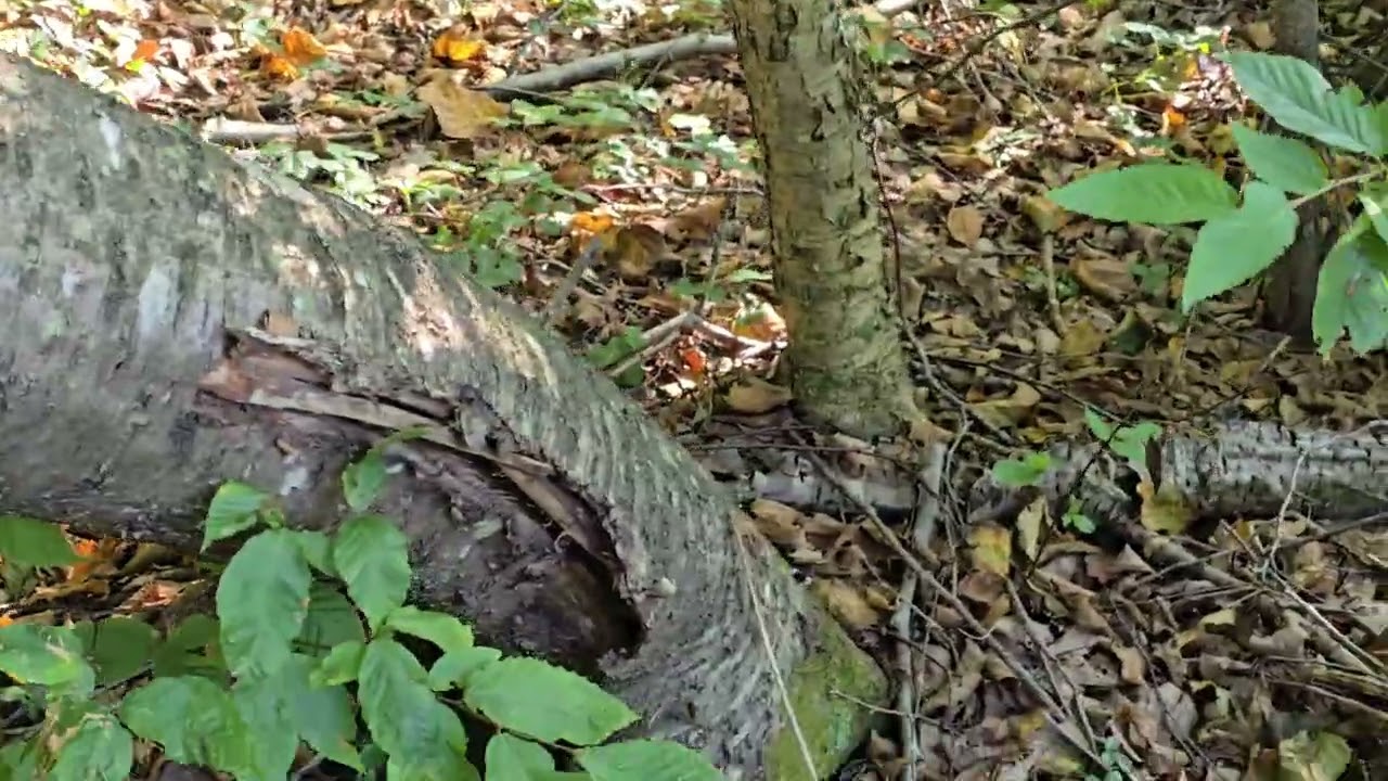 Lets take a walk! Trail to the beaver dam.