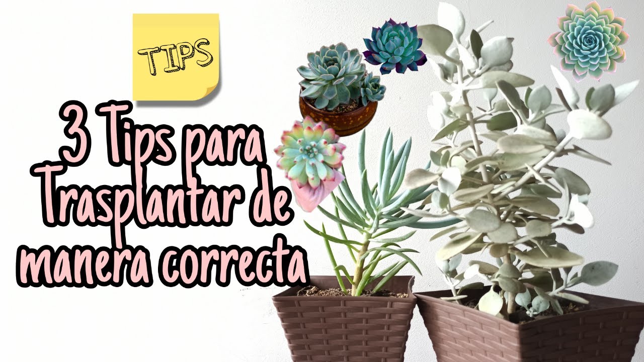 3 TIPS para TRASPLANTAR de manera EFECTIVA